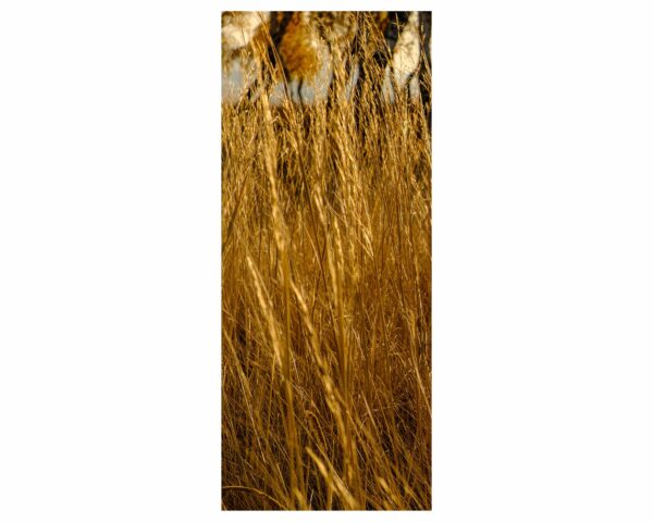 Gold Grass at Sunrise Door Sticker Peel & Stick Vinyl Door Wrap Art Décor