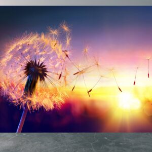Sunset dandelion design on home wallpaper.