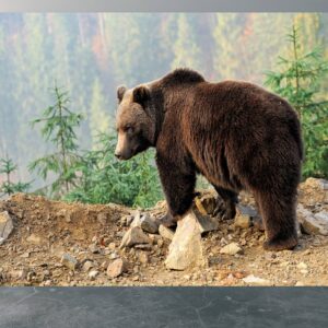 Bedroom wall adorned with bear wallpaper