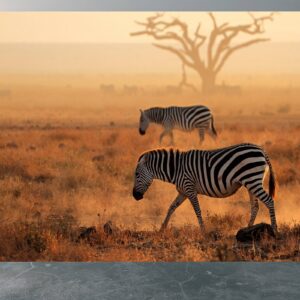 Peel and stick zebra print wallpaper roll