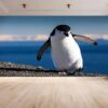 Lovely Penguin on Walk Wallpaper Photo Wall Mural Wall UV Print Decal Wall Art Décor