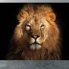 Head of a Lion on a Black Wallpaper Photo Wall Mural Wall UV Print Decal Wall Art Décor