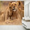 Lovely Hugging Lions Wallpaper Photo Wall Mural Wall UV Print Decal Wall Art Décor