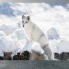 Peel and stick Arctic Fox wallpaper roll