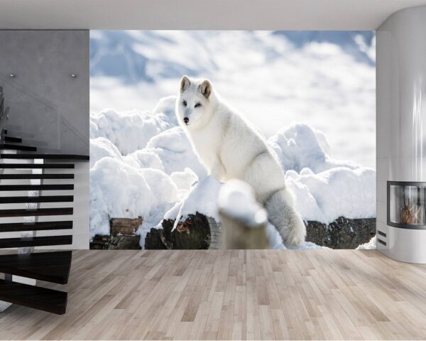 Arctic Fox Wallpaper Photo Wall Mural Wall UV Print Decal Wall Art Décor