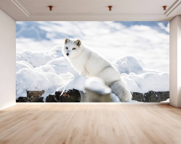 Arctic Fox Wallpaper Photo Wall Mural Wall UV Print Decal Wall Art Décor