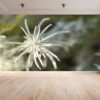 Close-up of golden oat fields under the sun on wallpaper.