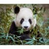 Panda Wall Decal - Self Adhesive Wall Sticker, Animal Wall Sticker, Bedroom Wall Sticker, Removable Vinyl, Wall Decoration