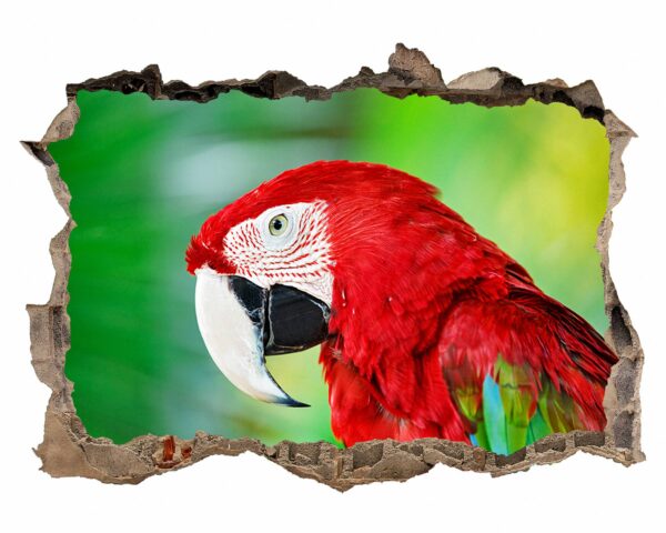 Parrot Wall Sticker - Self Adhesive Wall Sticker, Animal Wall Decal, Bedroom Wall Sticker, Removable Vinyl, Wall Decoration