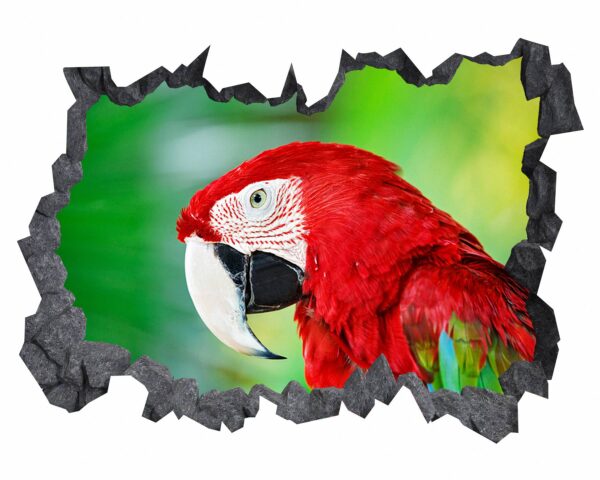 Parrot Wall Sticker - Self Adhesive Wall Sticker, Animal Wall Decal, Bedroom Wall Sticker, Removable Vinyl, Wall Decoration