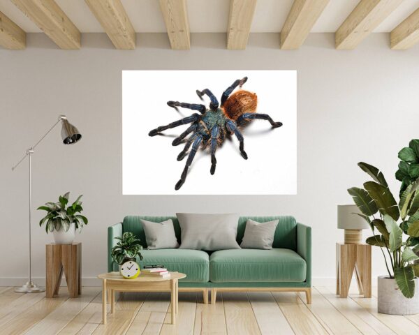 Spider Wall Sticker - Self Adhesive Wall Decal, Animal Wall Decal, Bedroom Wall Sticker, Removable Vinyl, Wall Decoration