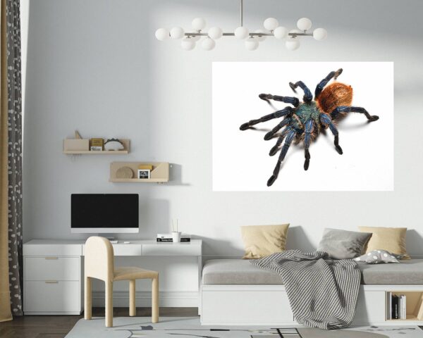 Spider Wall Sticker - Self Adhesive Wall Decal, Animal Wall Decal, Bedroom Wall Sticker, Removable Vinyl, Wall Decoration