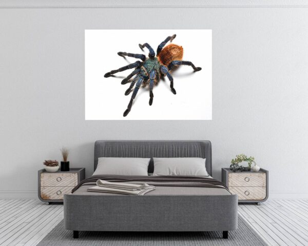 Spider Wall Sticker - Self Adhesive Wall Decal, Animal Wall Decal, Bedroom Wall Sticker, Removable Vinyl, Wall Decoration