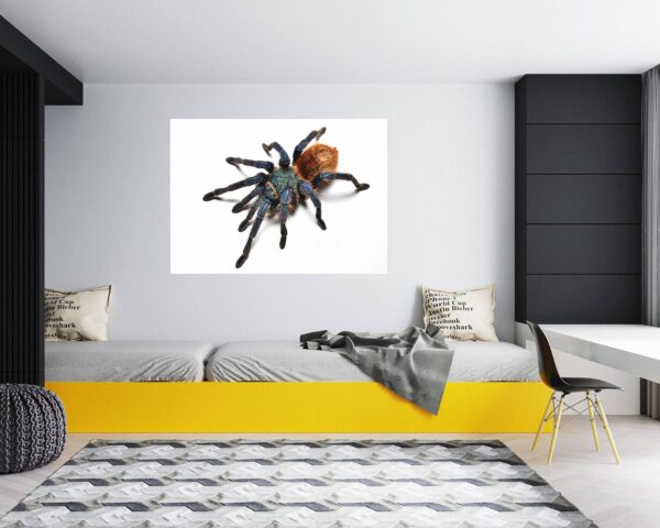 Spider Wall Sticker - Self Adhesive Wall Decal, Animal Wall Decal, Bedroom Wall Sticker, Removable Vinyl, Wall Decoration