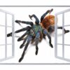 Spider Wall Sticker - Self Adhesive Wall Decal, Animal Wall Decal, Bedroom Wall Sticker, Removable Vinyl, Wall Decoration