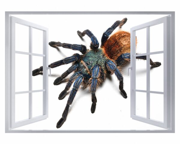 Spider Wall Sticker - Self Adhesive Wall Decal, Animal Wall Decal, Bedroom Wall Sticker, Removable Vinyl, Wall Decoration