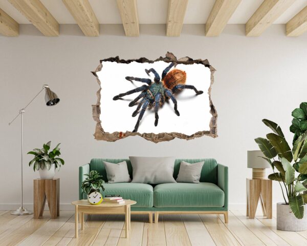 Spider Wall Sticker - Self Adhesive Wall Decal, Animal Wall Decal, Bedroom Wall Sticker, Removable Vinyl, Wall Decoration