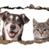 Dog and Cat Wall Art - Self Adhesive Wall Decal, Animal Wall Decal, Bedroom Wall Sticker, Removable Vinyl, Wall Decoration