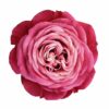 Roses Wall Decal - Flower Wall Sticker, Self Adhesive, Removable Vinyl, Easy to Install, Wall Decoration, Flower Wall Mural