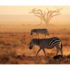 Zebra Wall Sticker - Self Adhesive Wall Decal, Animal Wall Decal, Bedroom Wall Sticker, Removable Vinyl, Wall Decoration