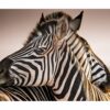 Zebra Wall Decal - Self Adhesive Wall Decal, Animal Wall Decal, Bedroom Wall Sticker, Removable Vinyl, Wall Decoration