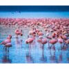 Flamingos Wall Sticker - Self Adhesive Wall Decal, Animal Wall Decal, Bedroom Wall Sticker, Removable Vinyl, Wall Decoration