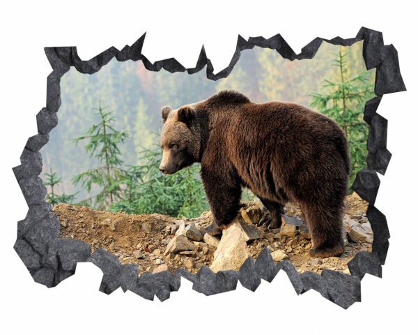 Bear Wall Decal - Self Adhesive Wall Decal, Animal Wall Decal, Bedroom Wall Sticker, Removable Vinyl, Wall Decoration